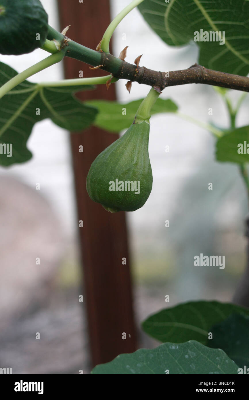 Brown Turkey fig, Ficus carica, perennial, tree, fruit, u Stock Photo Alamy