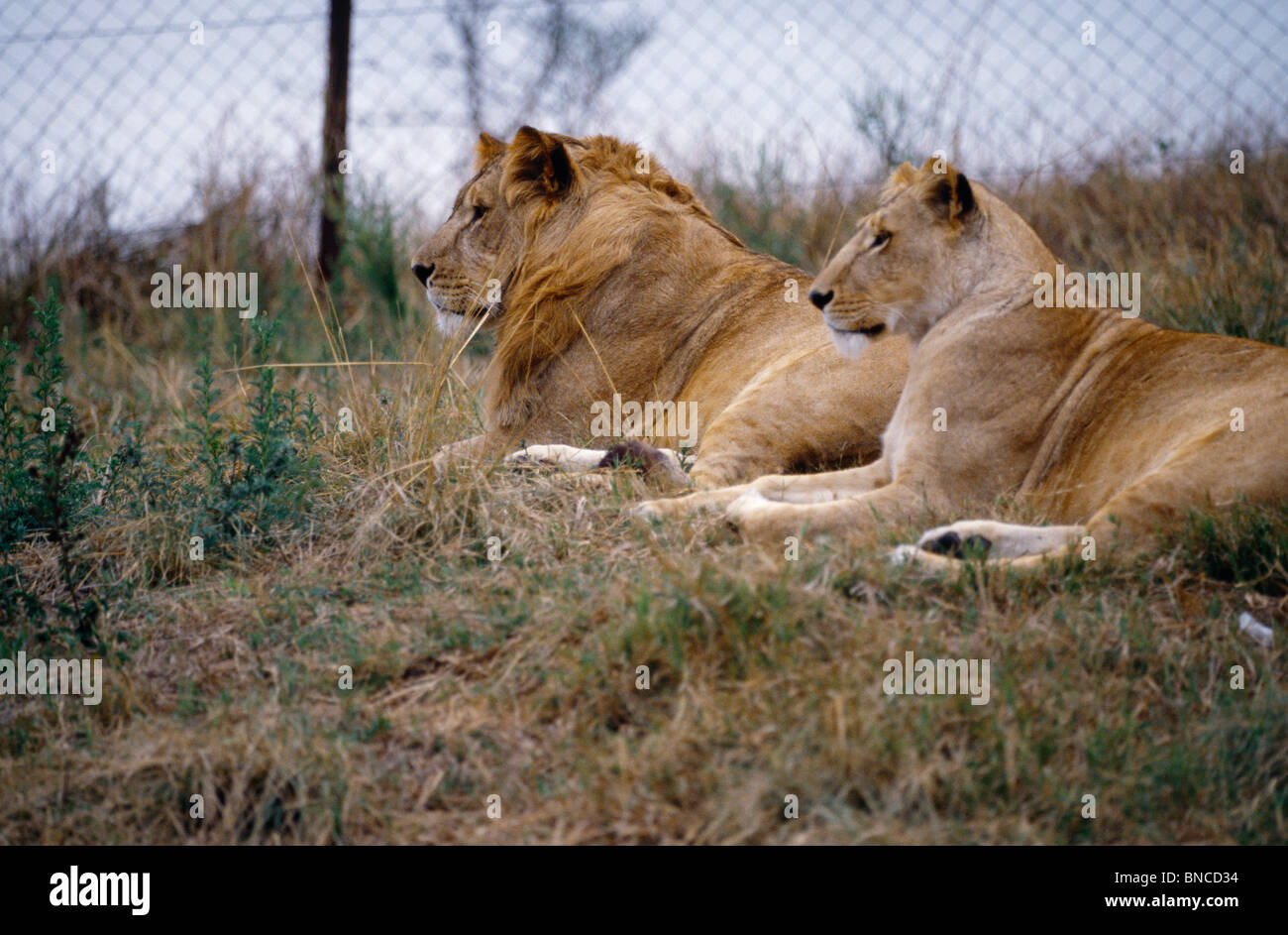 Lions in Enclosure At Zoo Stock Photo
