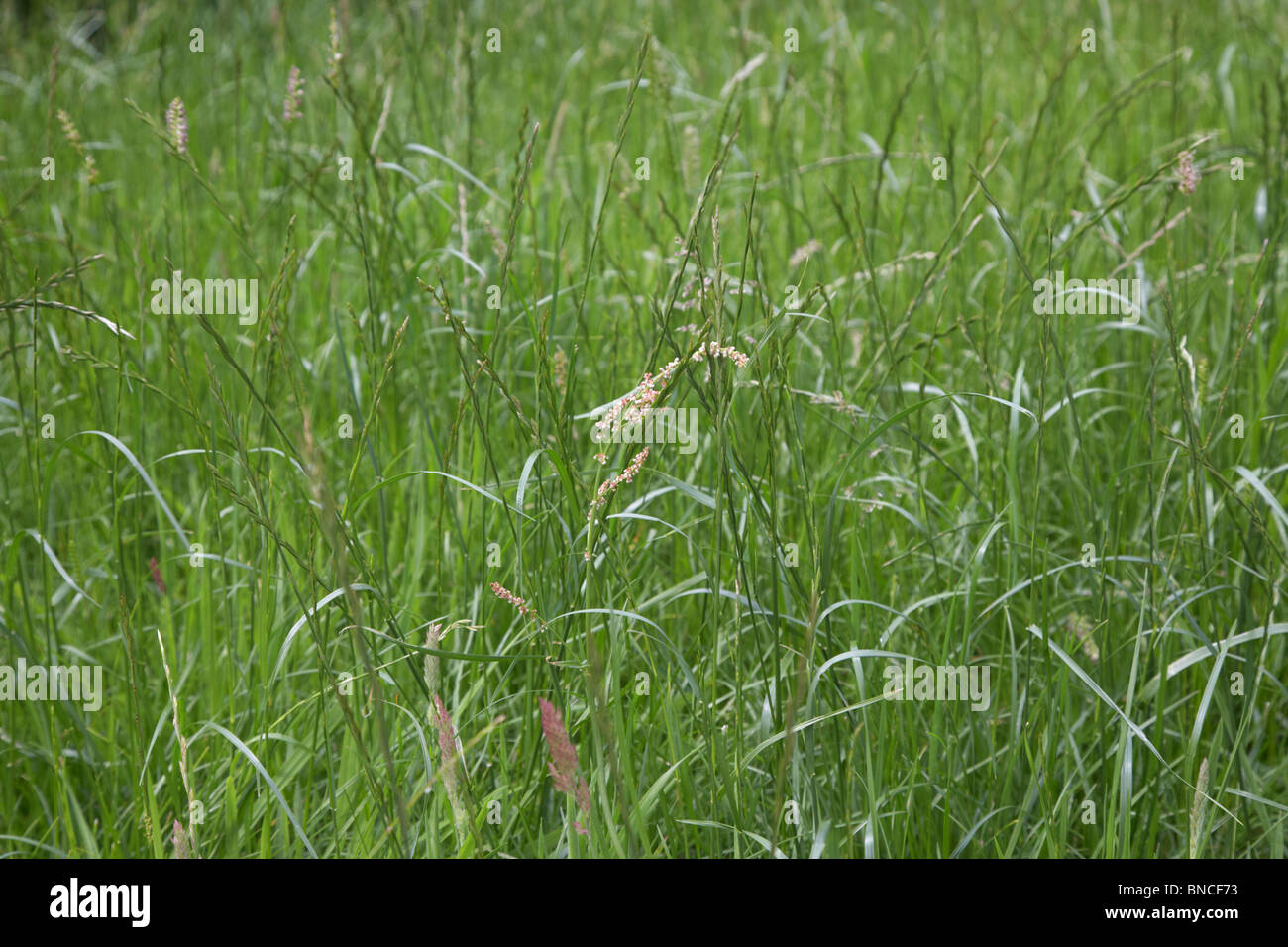 long overgrown grass going to seed in a garden in the uk Stock Photo