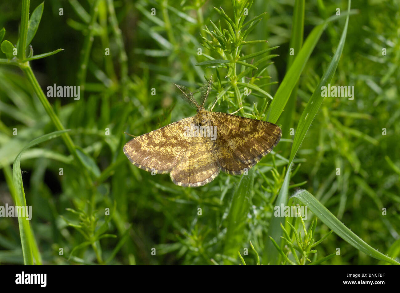 Common heath (Ematurga atomaria) standing with open wings on plants - Aveyron France Stock Photo