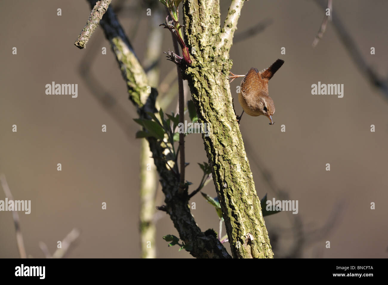 Wren (Troglodytes troglodytes) catching an insect to eat Stock Photo