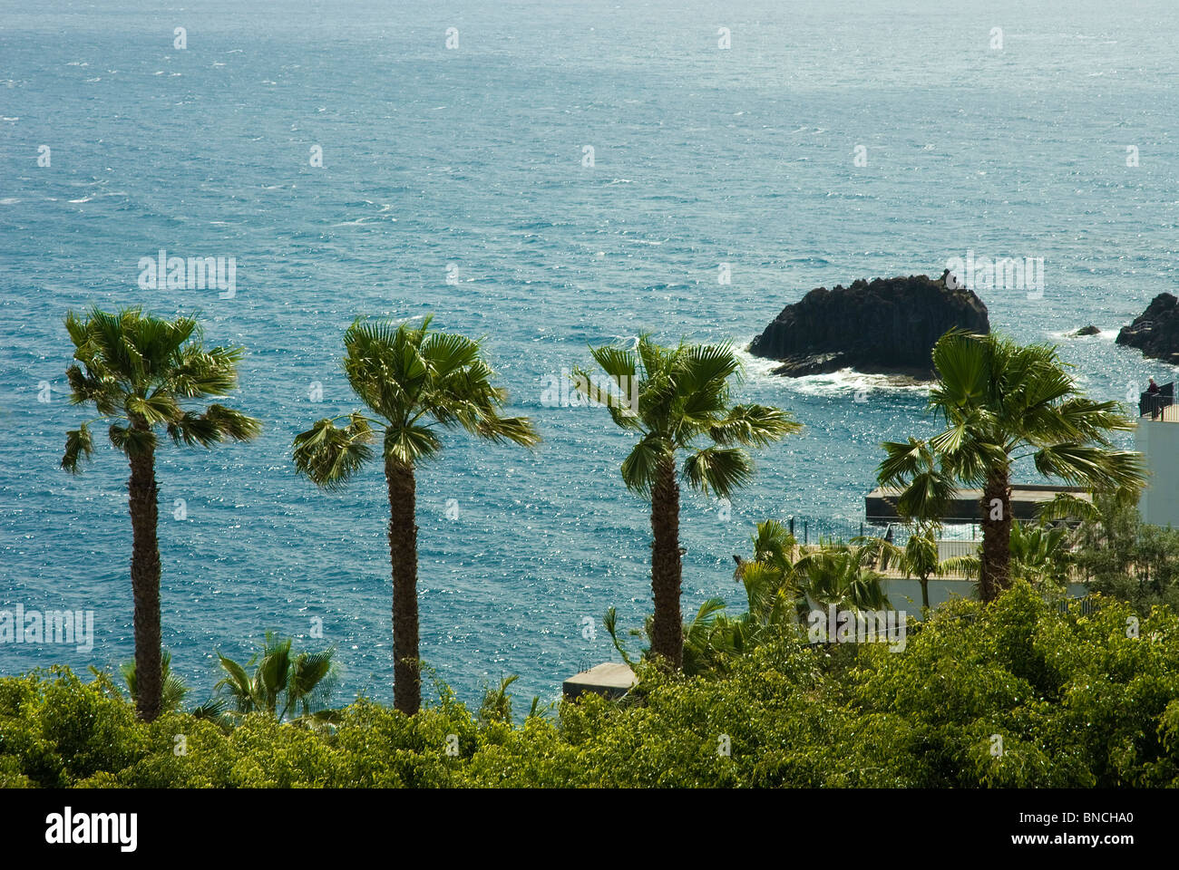 Palm trees by the sea Stock Photo - Alamy