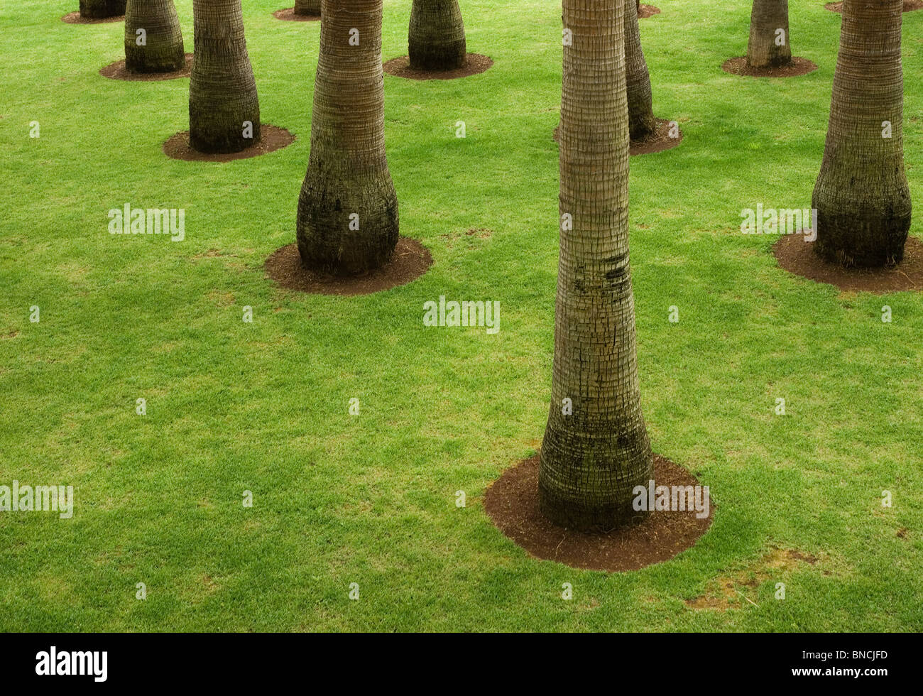 Palm trees planted in a neat lawn Stock Photo Alamy