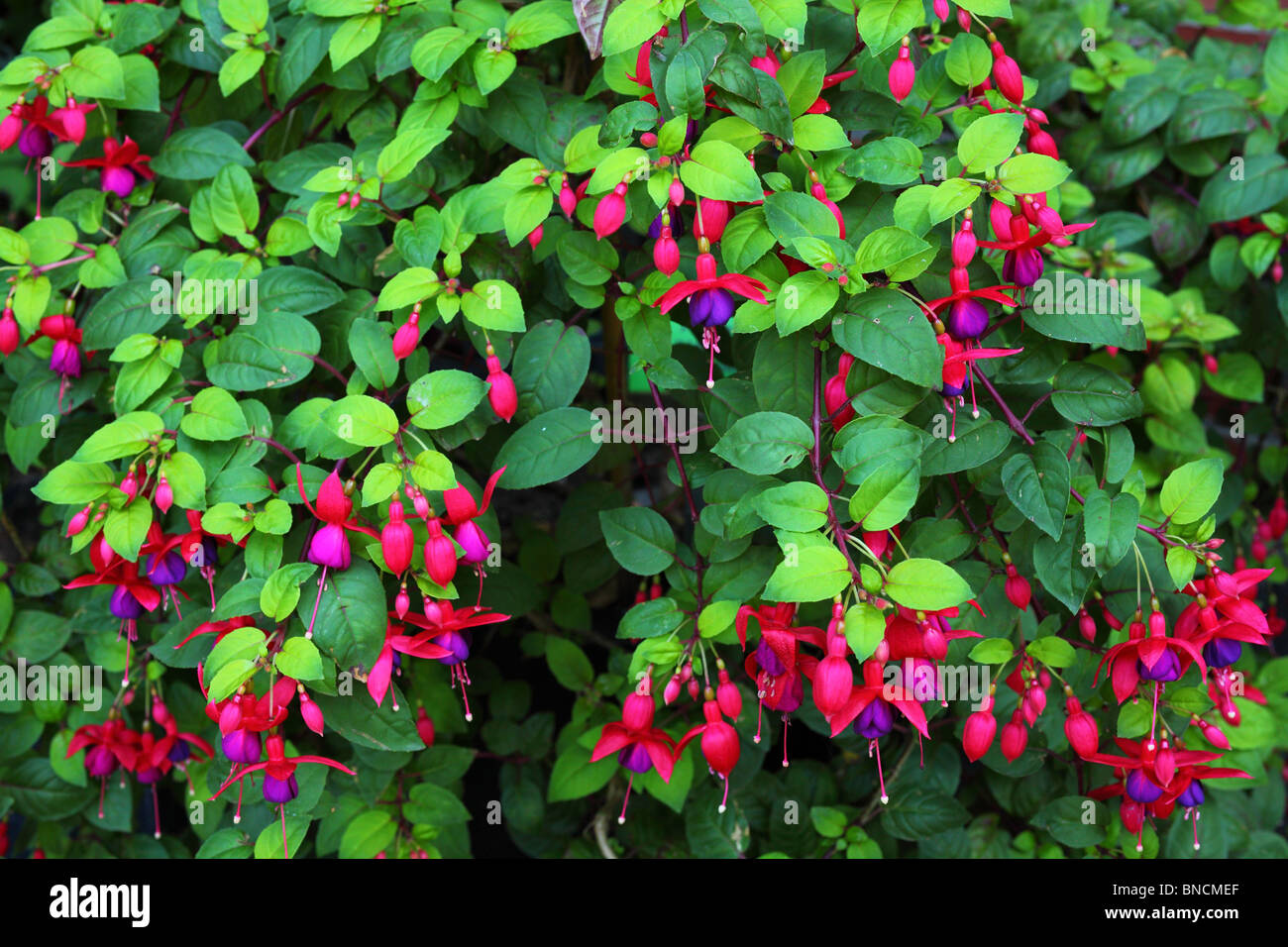 Fuchsia red hires stock photography and images Alamy