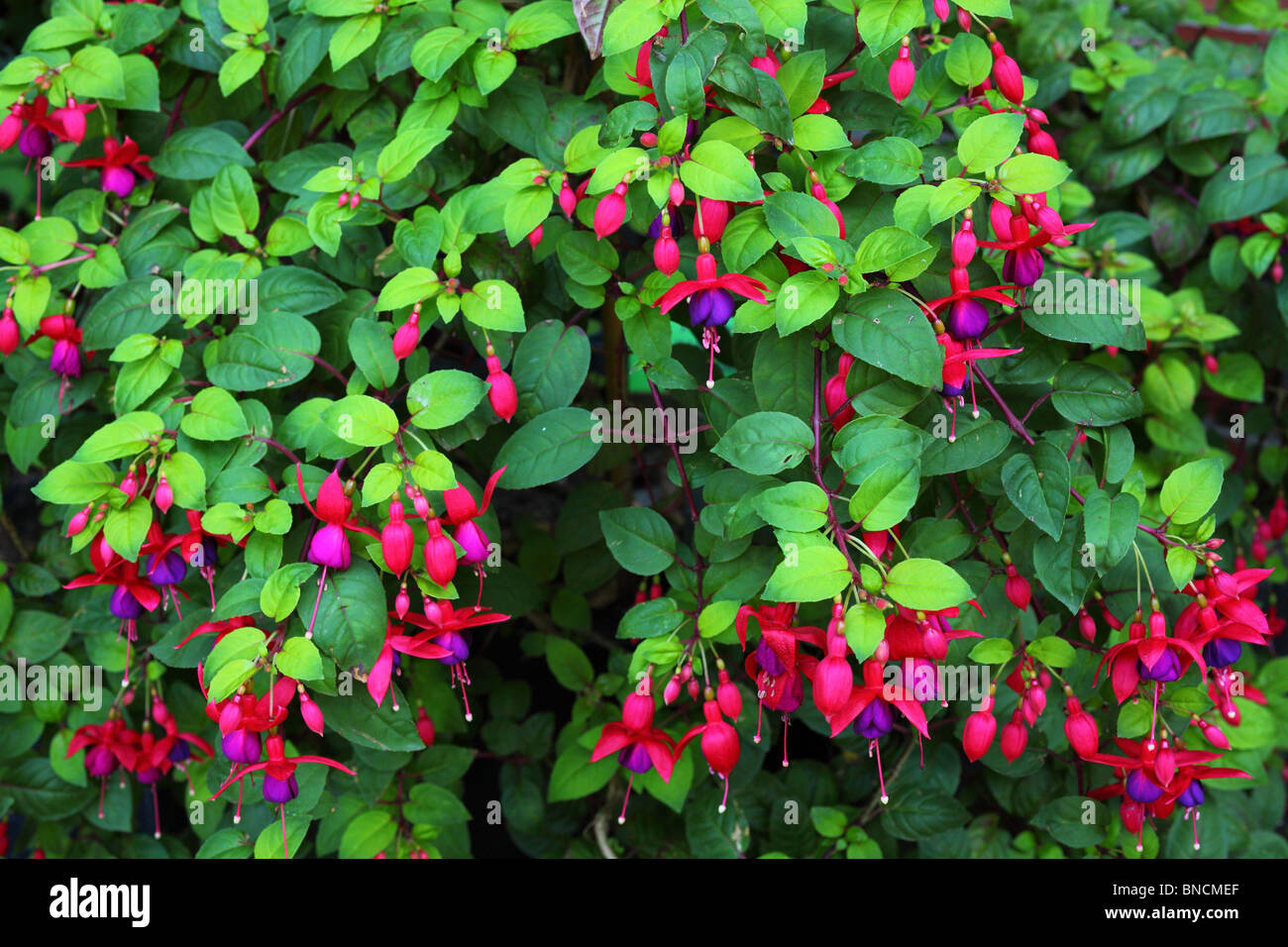 and purple fuchsia stock photography and images - Alamy