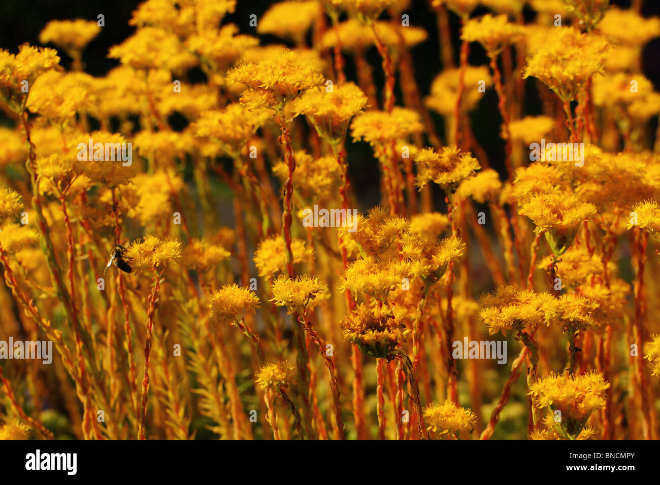 Golden stonecrop flowers Sedum forsterianum Stock Photo