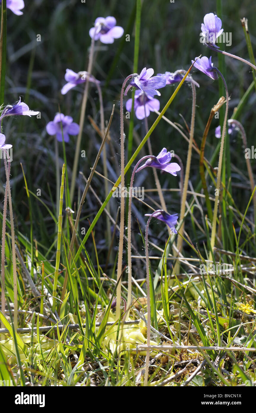 Common butterwort, pinguicula vulgaris, Norfolk, May, UK, Stock Photo