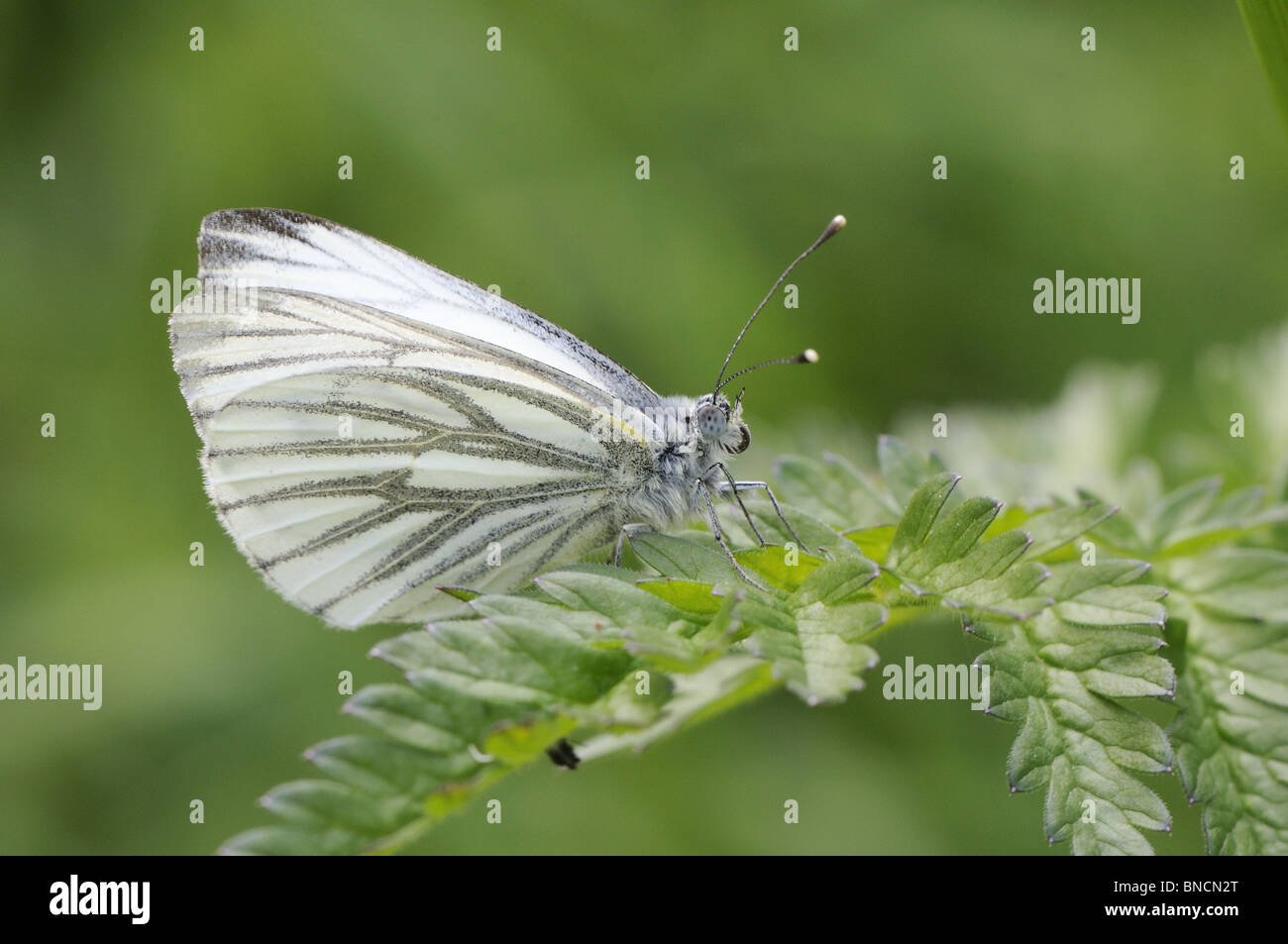 Butterfly, Green veined white, pieris napi, female resting on vegetation, Norfolk, UK, May Stock Photo