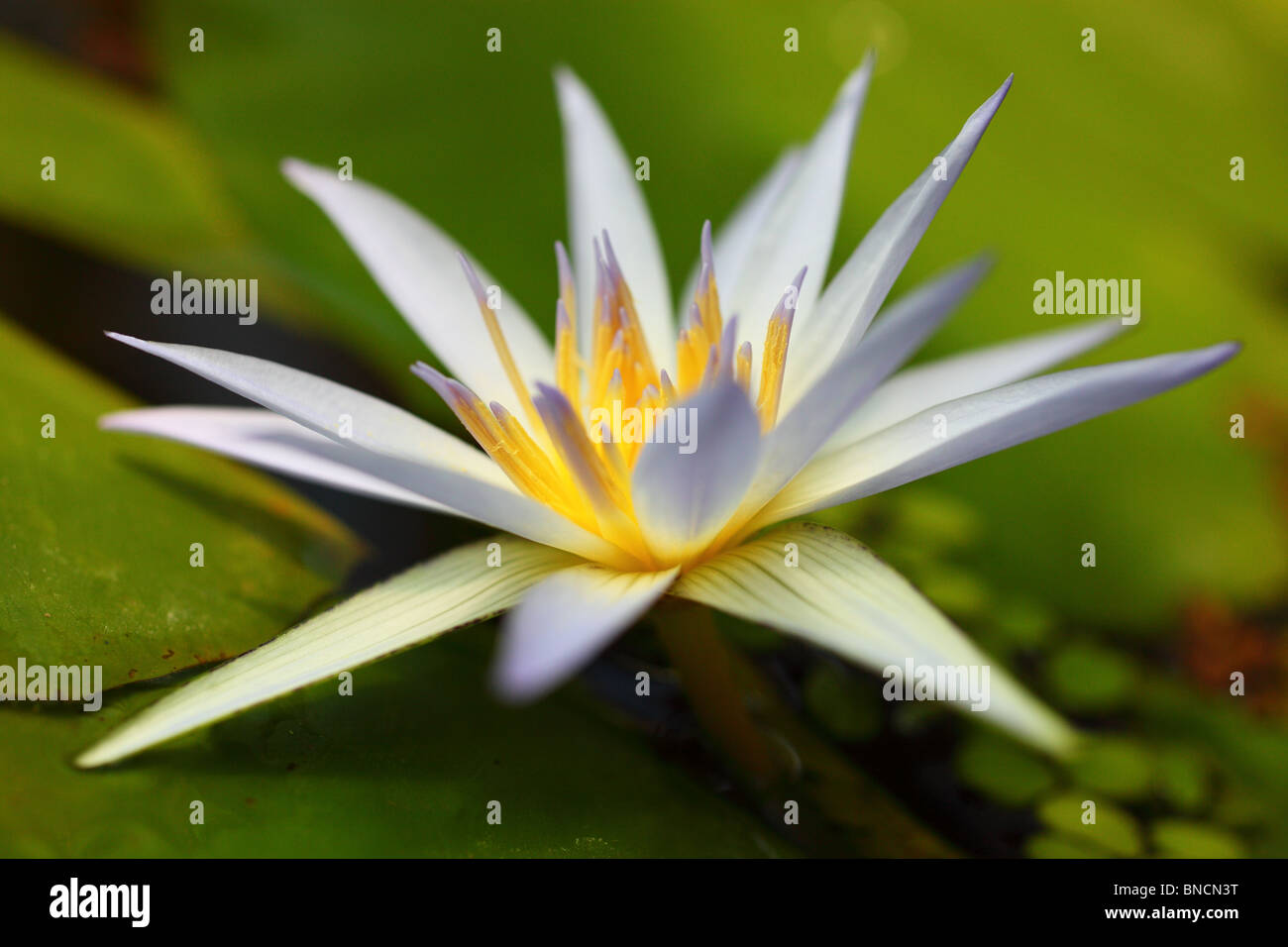 White water lily close up Nymphea Stock Photo - Alamy