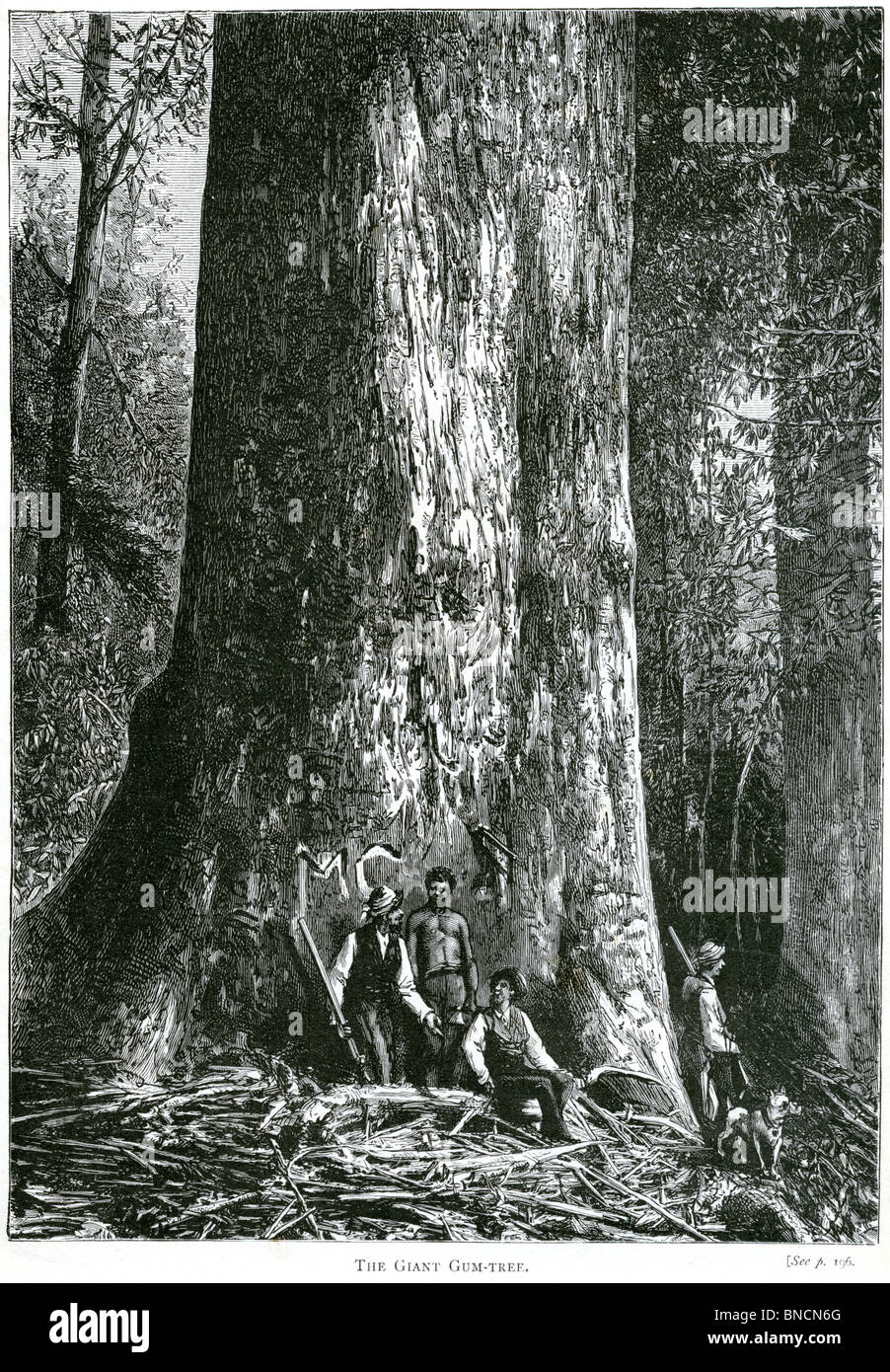 An engraving entitled 'The Giant Gum Tree' - published in a book about Australia printed in 1886. Eucalyptus amygdalina Stock Photo