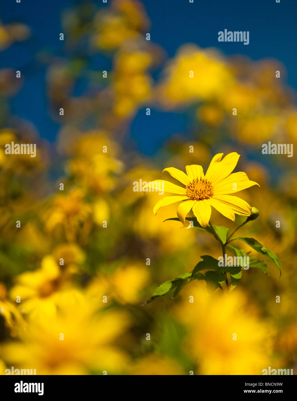 Mae hong son, thailand mountain hi-res stock photography and images - Alamy