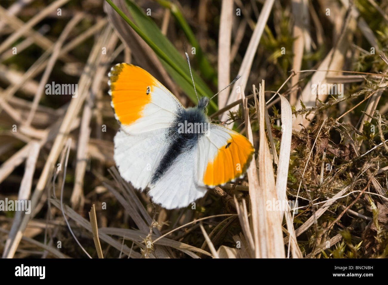 Orange-tip (male) Stock Photo