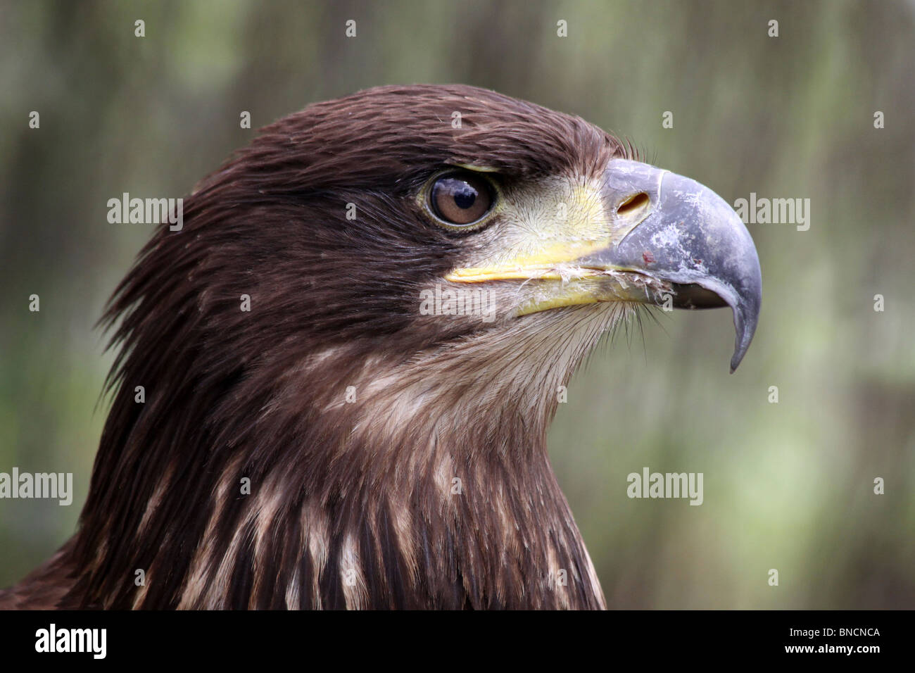 Close Up Of Head Of A Juvenile Bald Eagle Haliaeetus leucocephalus Stock Photo