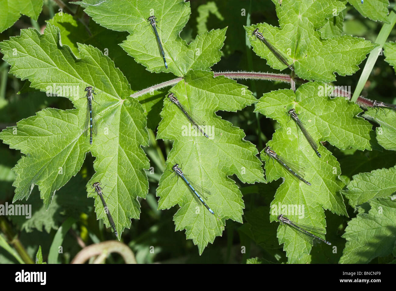 Spring emergence of Coenagrionidae damselflies Stock Photo