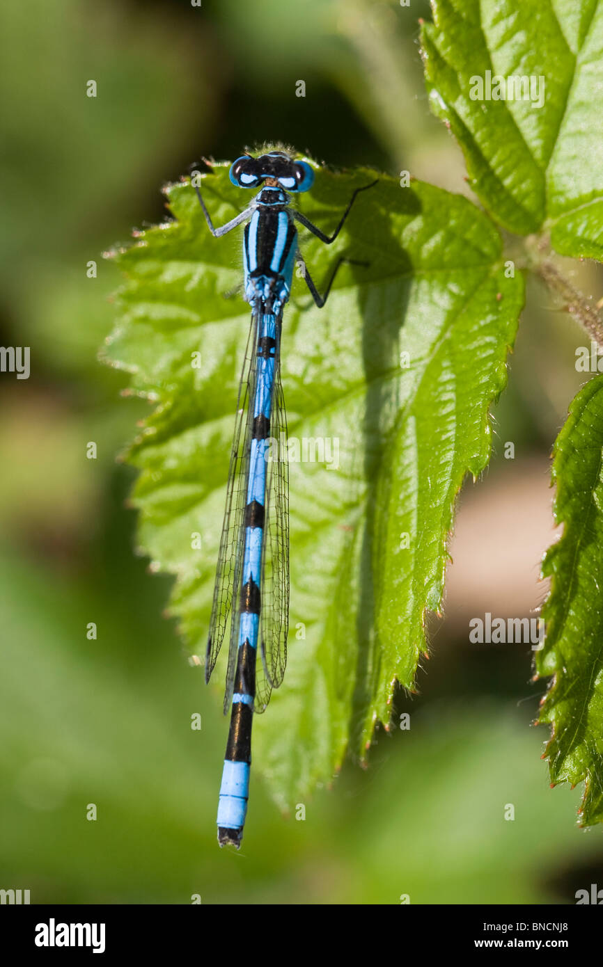 Common Blue Damselfly - Enallagma cyathigerum Stock Photo