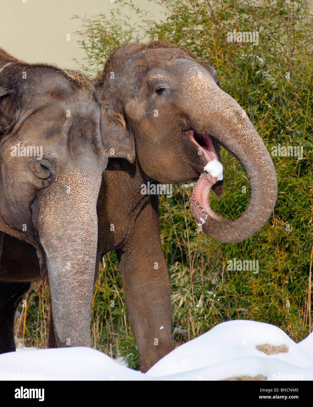 Two funny elephants eating snow. Stock Photo