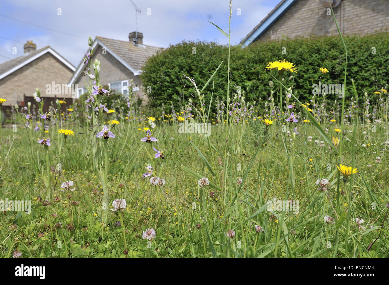 Urban wildflower lawn including Bee Orchids, ophrys apifera, Norfolk, Uk, June Stock Photo