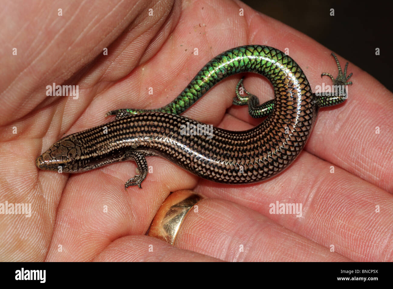 Gran Canaria Skink - Chalcides sexlineatus Stock Photo