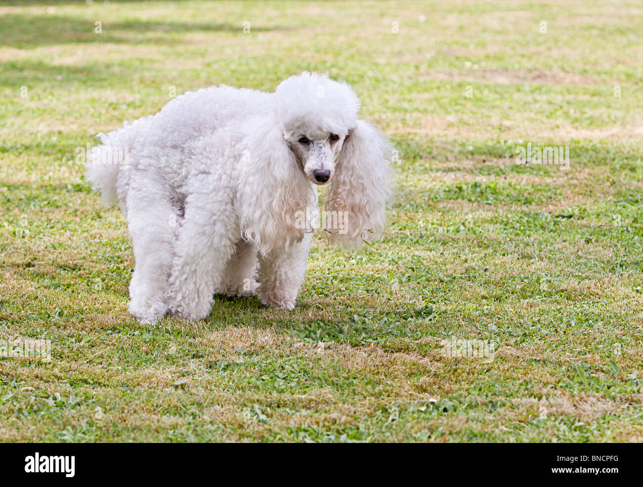 French Poodle in the Garden going to the Toilet Stock Photo