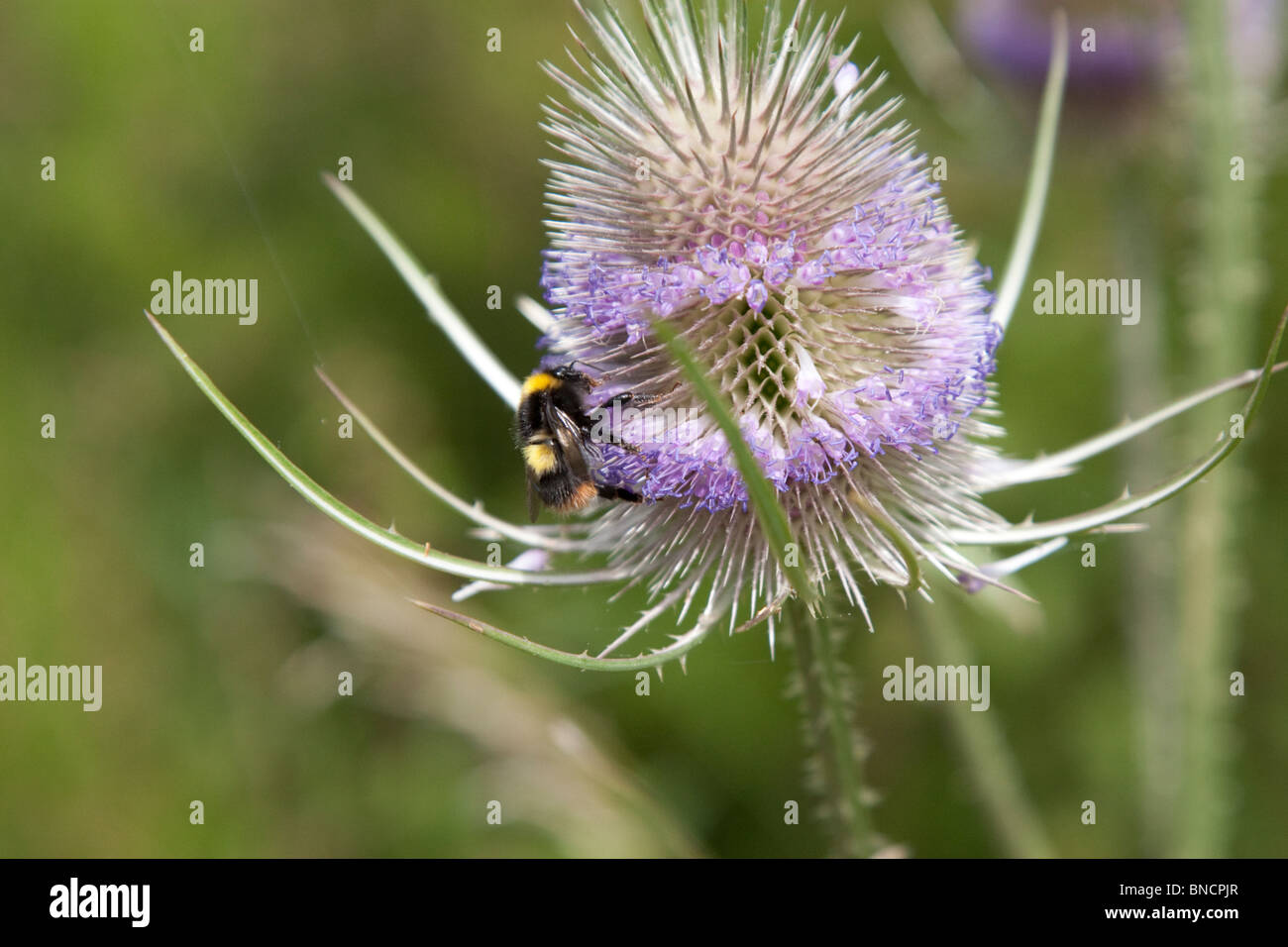 Bee on wild teasel. Stock Photo