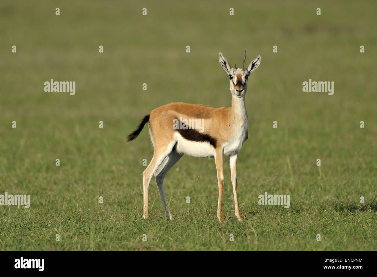 Male Thomson's Gazelle, Eudorcas thomsonii, Masai Mara National Reserve ...