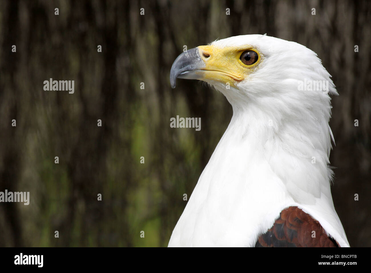Close Up Of Head Of An African Fish Eagle Haliaeetus vocifer Stock Photo