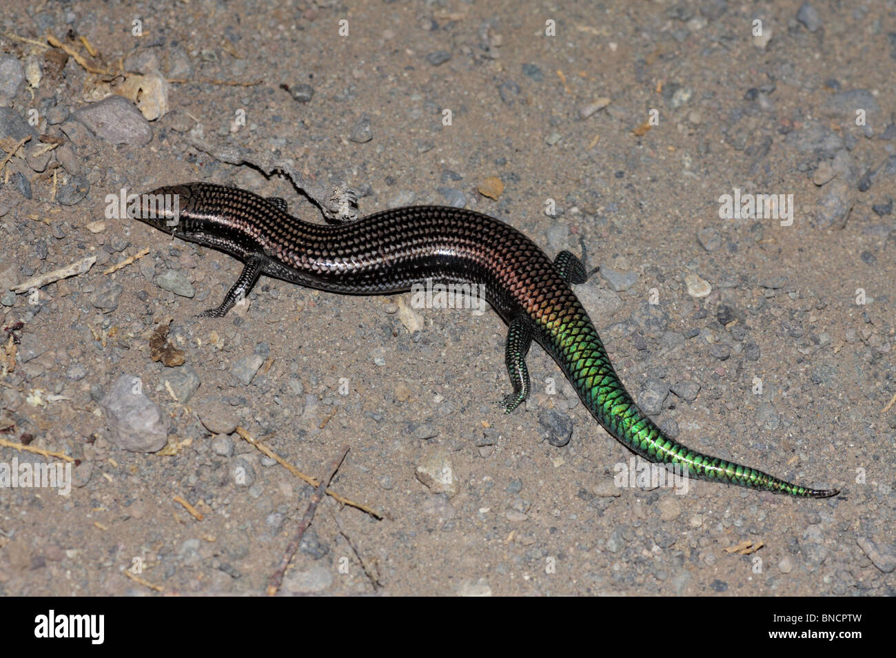 Gran Canaria Skink - Chalcides sexlineatus Stock Photo