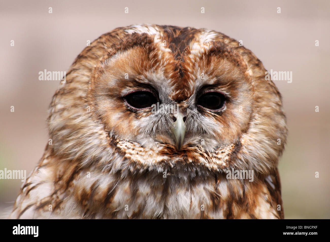 Close Up Of The Head Of A Tawny Owl Strix aluco Stock Photo