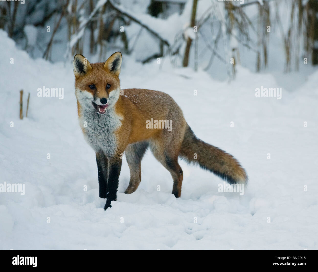 Snarling Red Fox Vulpes vulpes looking for food in snow during winter ...