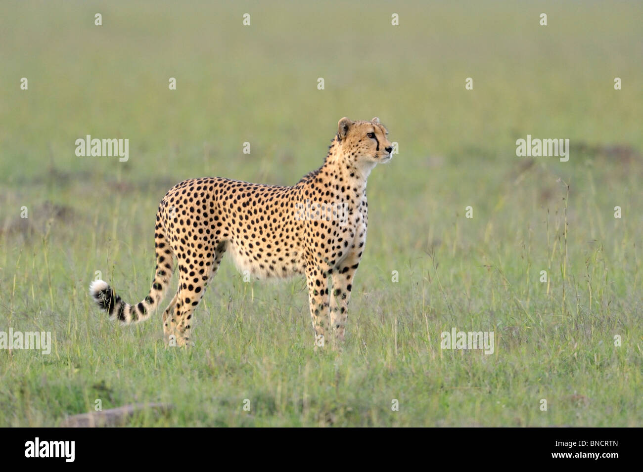 Cheetah, Acinonyx jubatus, Masai Mara National Reserve, Kenya Stock Photo
