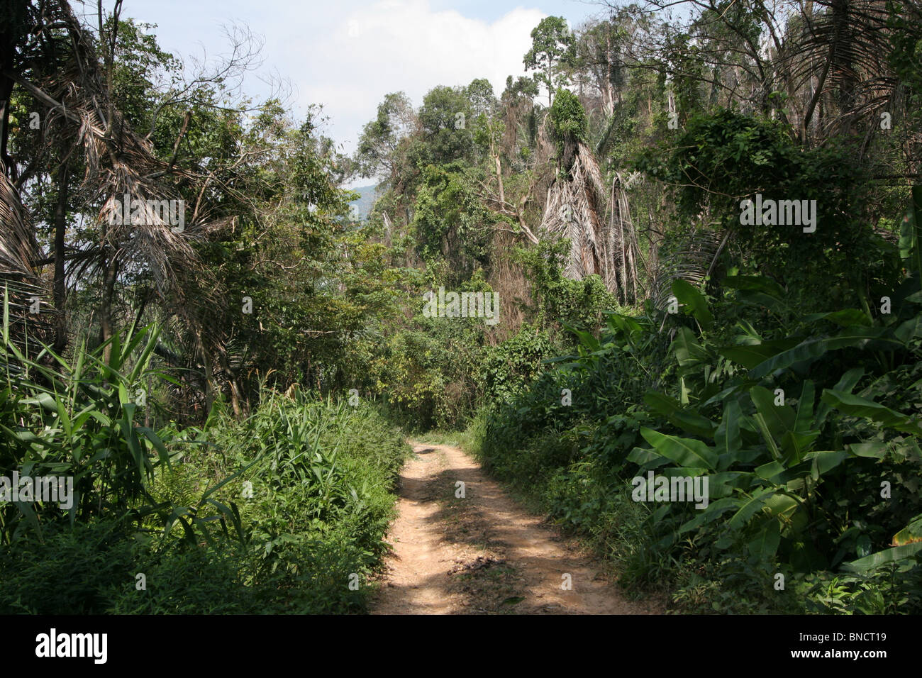 The old road to Bokor Hill Station, Kampot, Cambodia Stock Photo