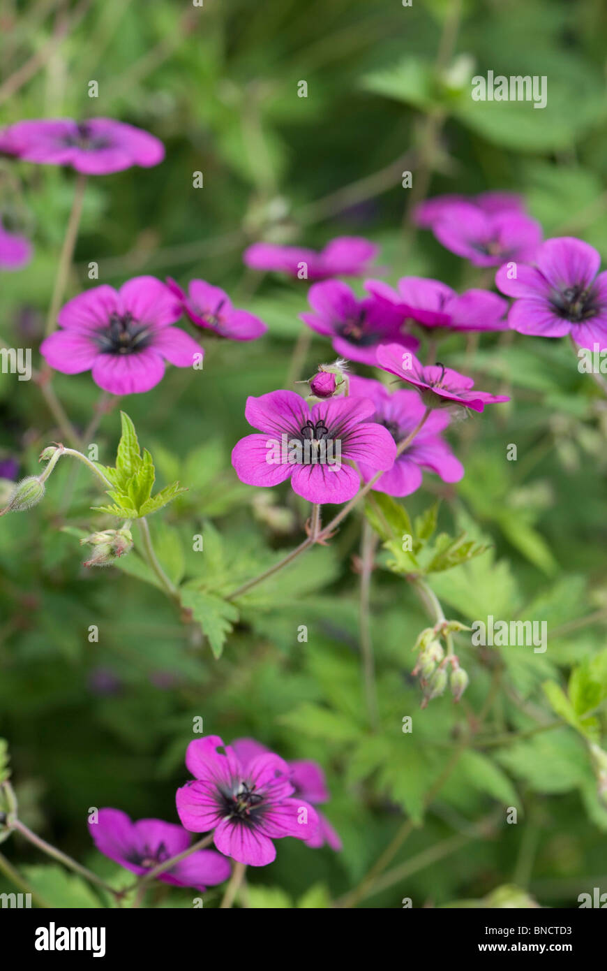 Geranium ann folkard hi-res stock photography and images - Alamy