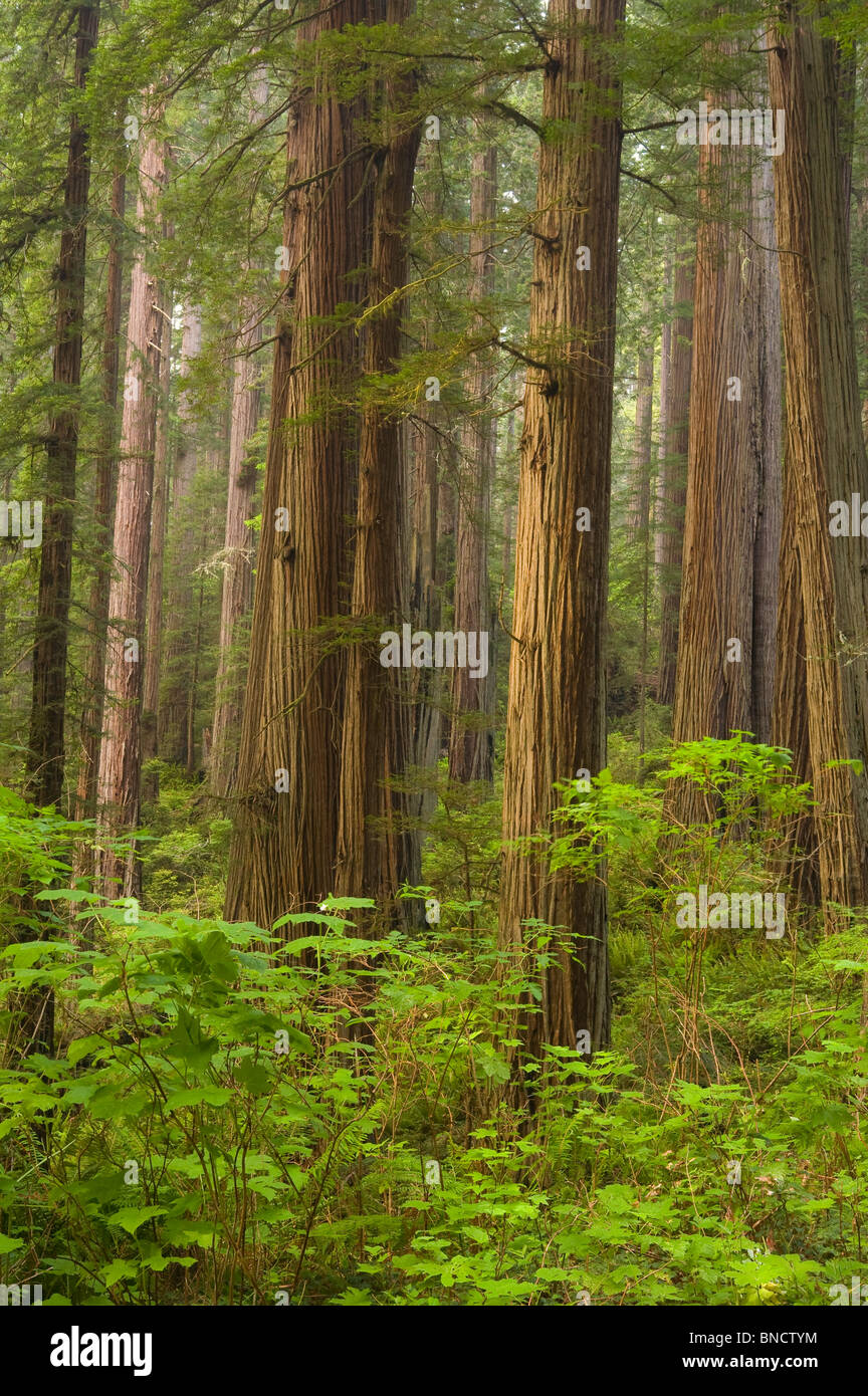 California, Redwood National Park, Redwoods, Redwood forest, (Sequoia sempervirens) Stock Photo