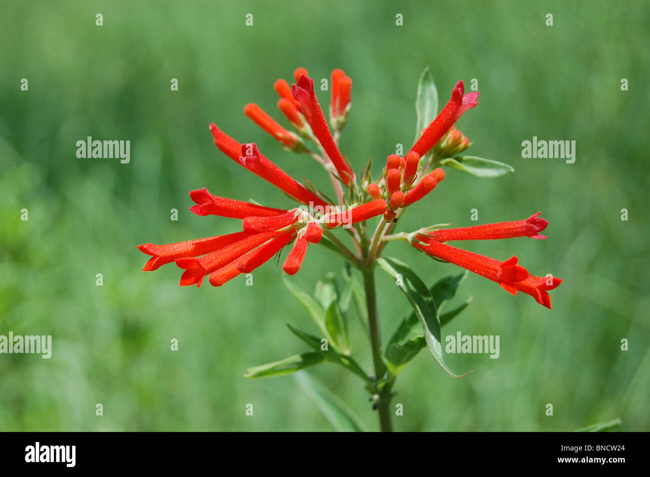 Trumpet like wild red flowers in a park in central Mexico Stock Photo