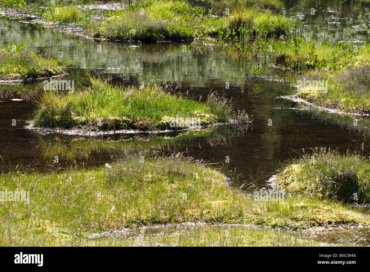 Sphagnum moss bog in the Lake District, UK Stock Photo Alamy