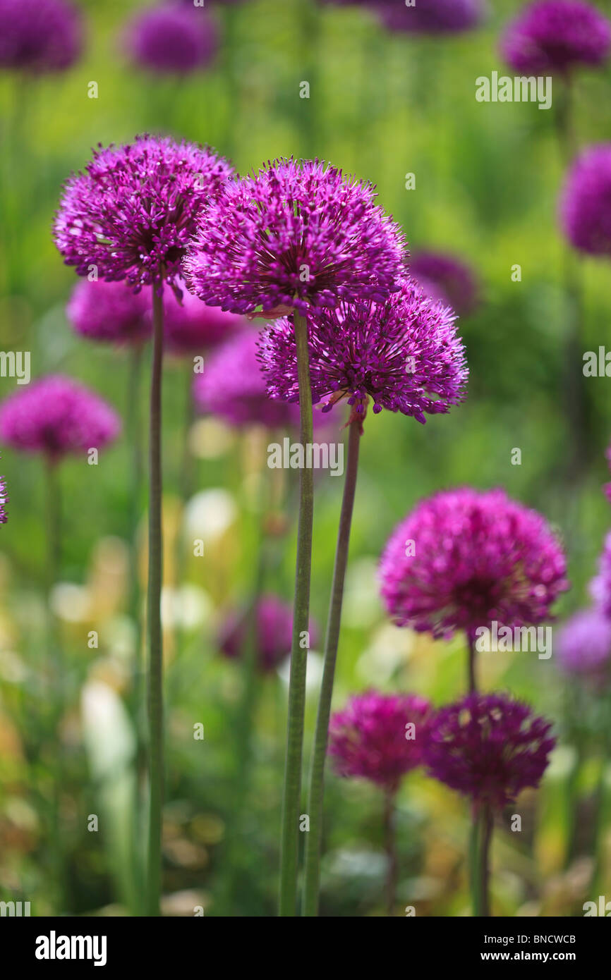 Alliums in full bloom in Spring Stock Photo