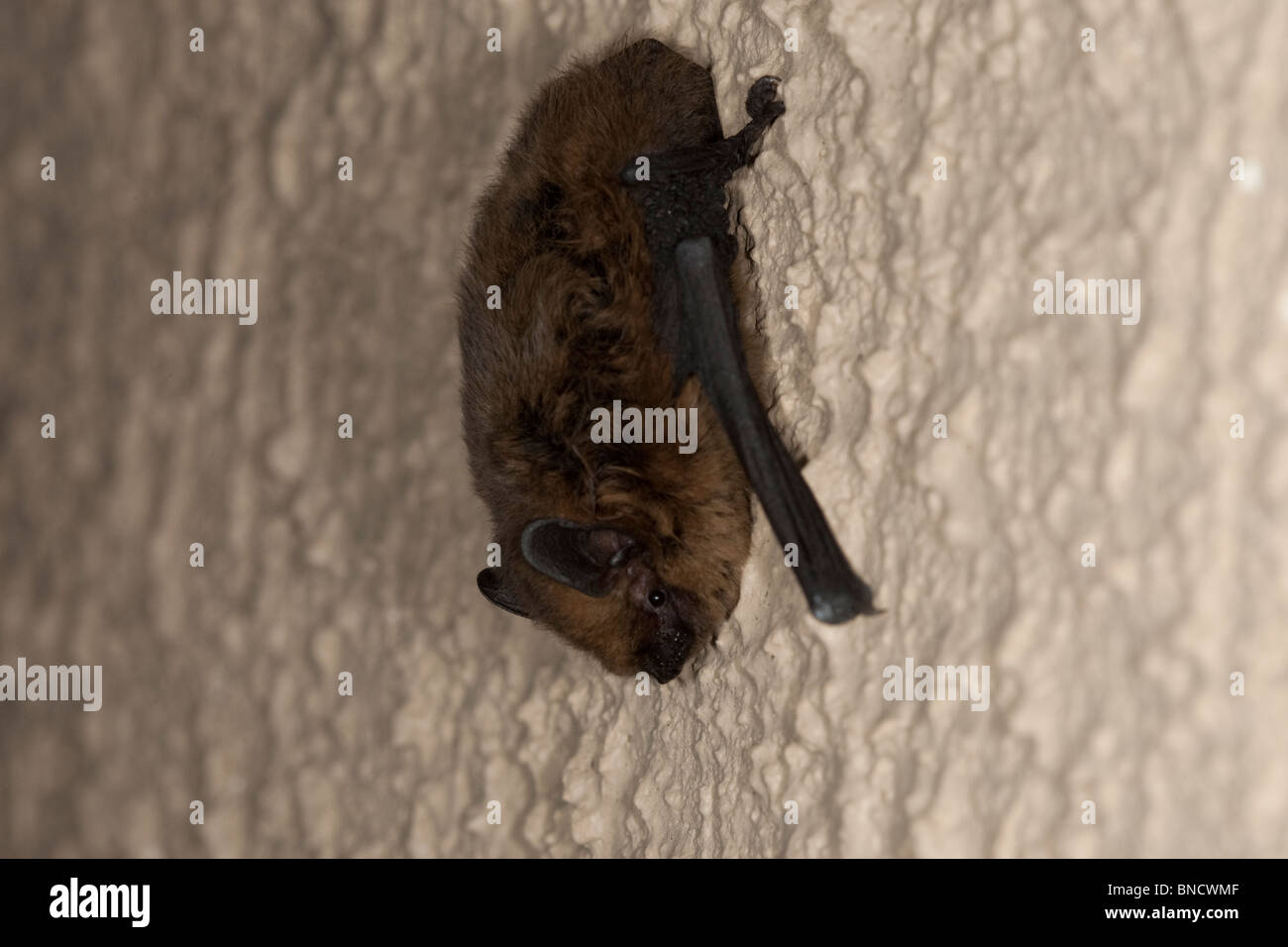 Common pipistrelle, roosting behind window shutters in the Auvergne, France. Stock Photo