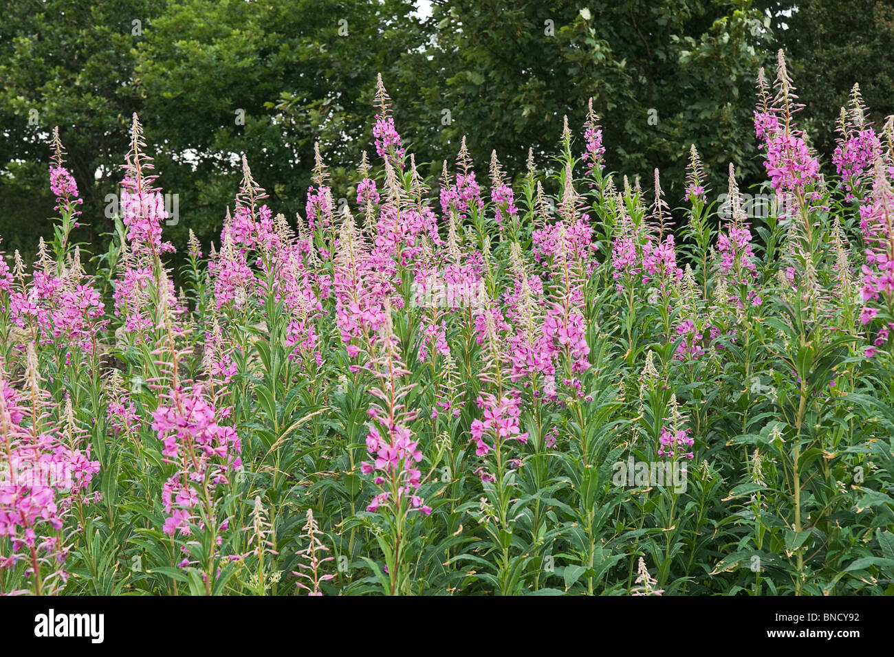 A bank of Rose-bay Willow Herb (Epilobium angustilalium) flowers growing on a grass verge in Melmerby, North Yorkshire Stock Photo