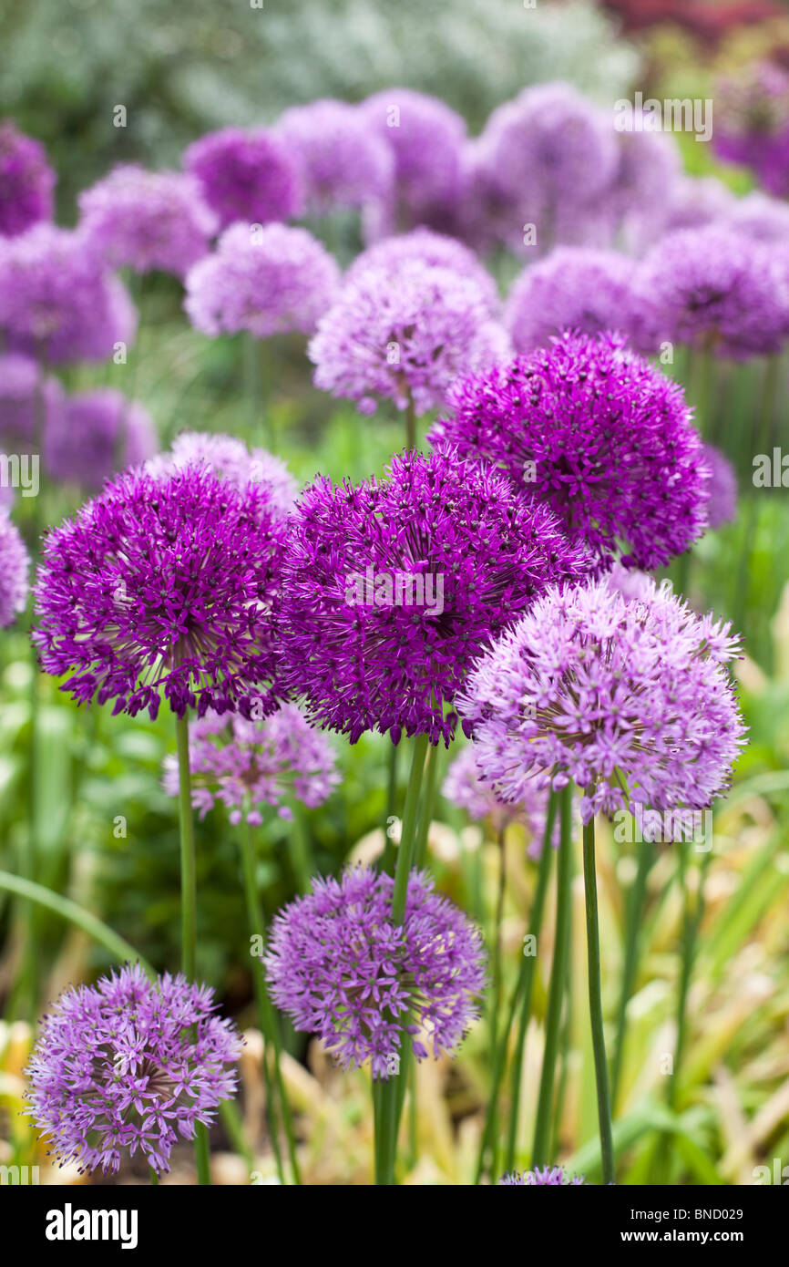 Alliums in full bloom in Spring Stock Photo Alamy