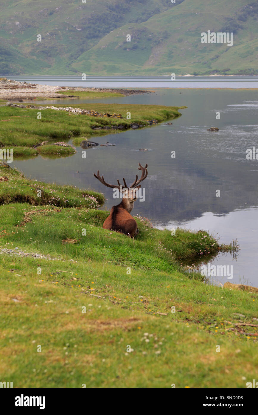 Red deer stag besdie Loch Hourn in Corran, by Arnsidale, Lochalsh, Scotland Stock Photo