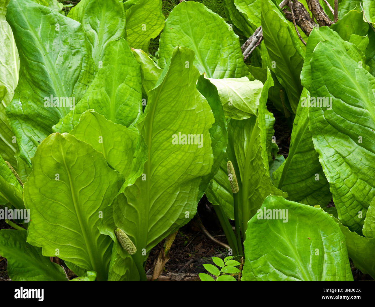 Western Skunk Cabbage or Lysichiton americanus on the Skunk Cabbage
