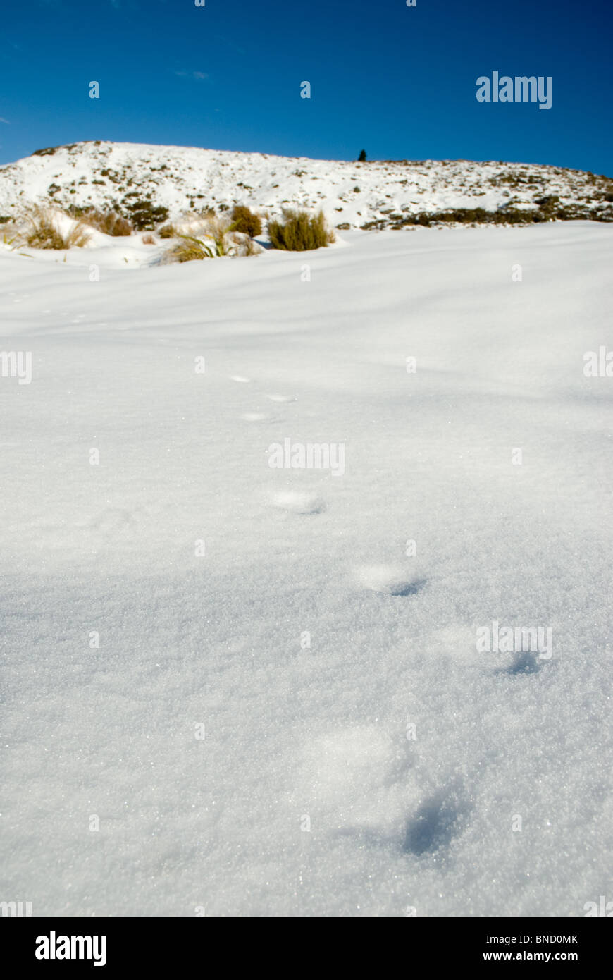 Winter time New Zealand Stock Photo