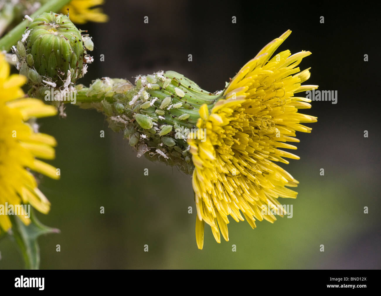 Aphids (Green fly) and White fly on a Prickly Sow-thistle. Stock Photo