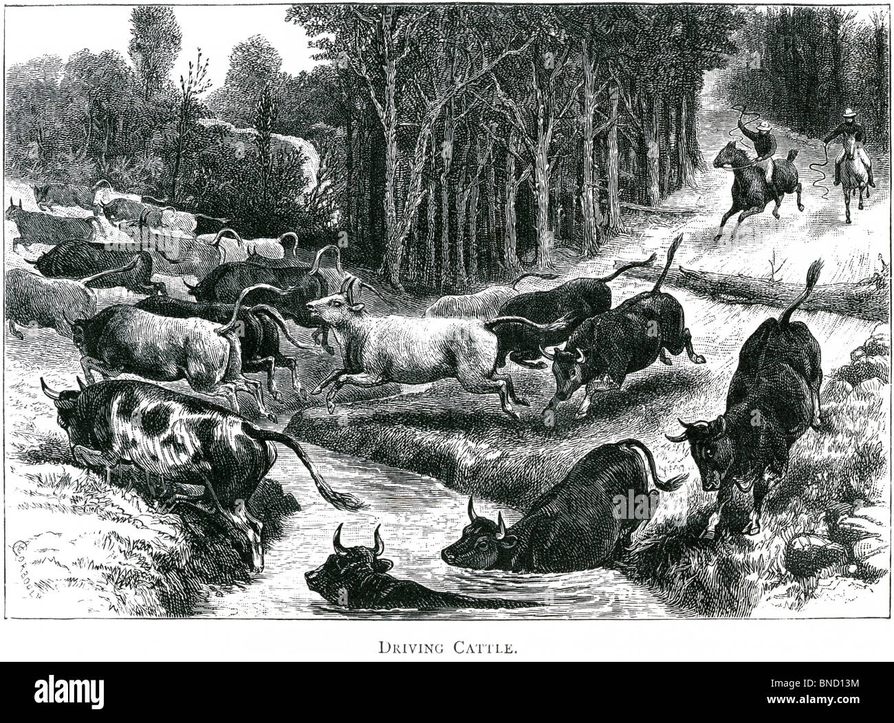 An engraving entitled 'Driving Cattle' - published in a book about Australia printed in 1886. Stock Photo