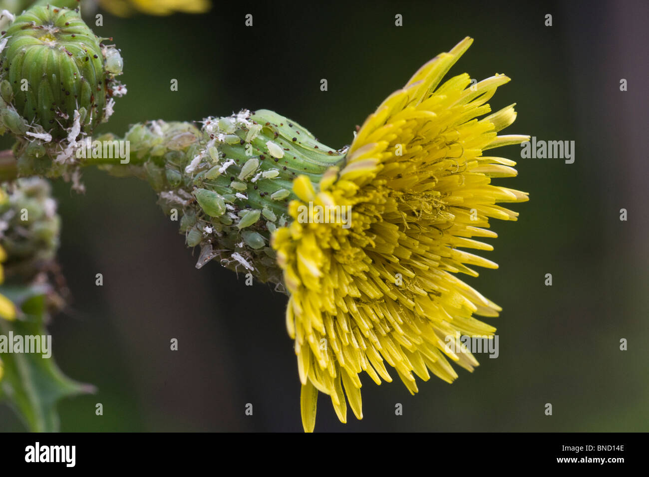Aphids (Green fly) and White fly on a Prickly Sow-thistle. Stock Photo