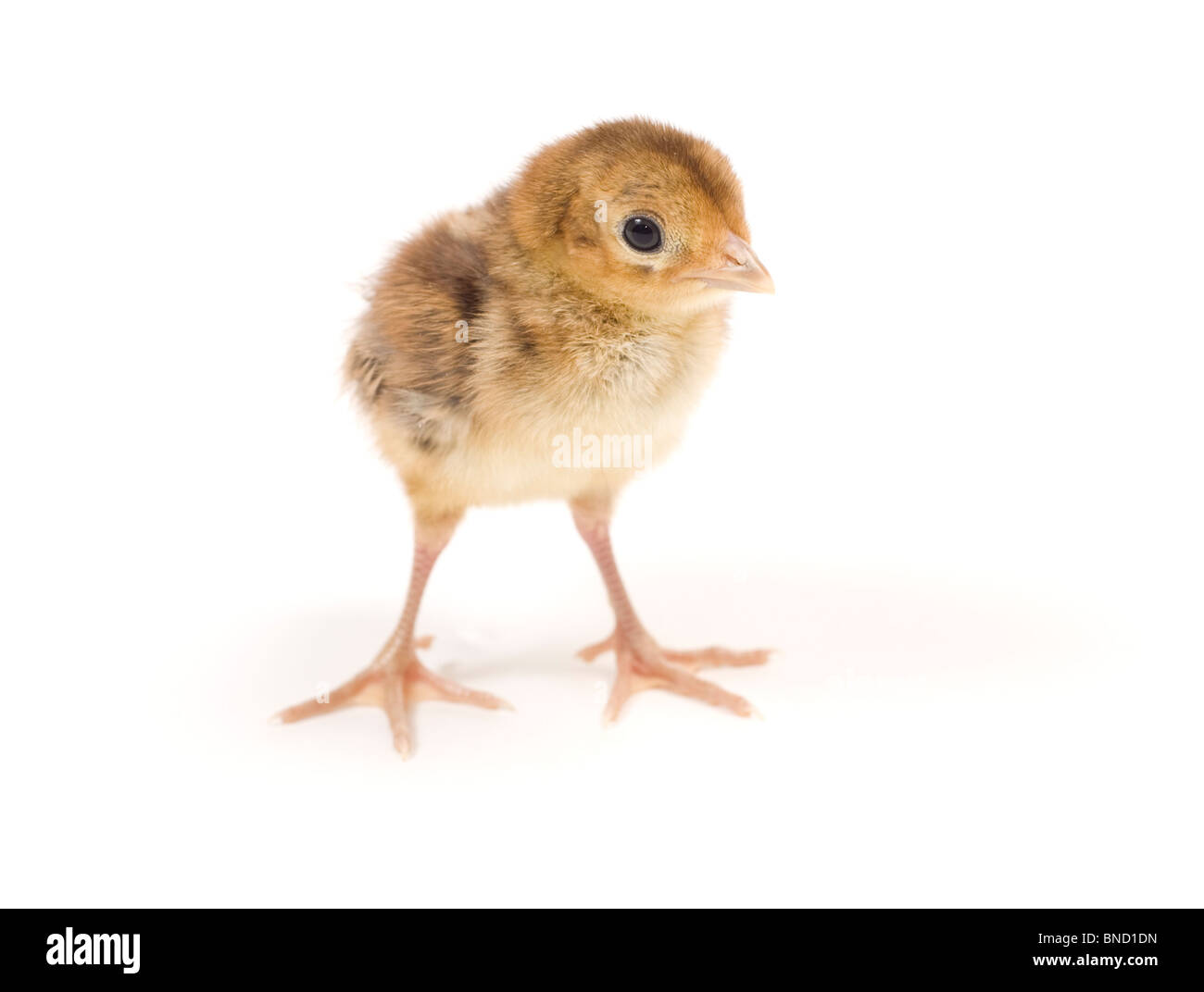 Baby pheasant hi-res stock photography and images - Alamy