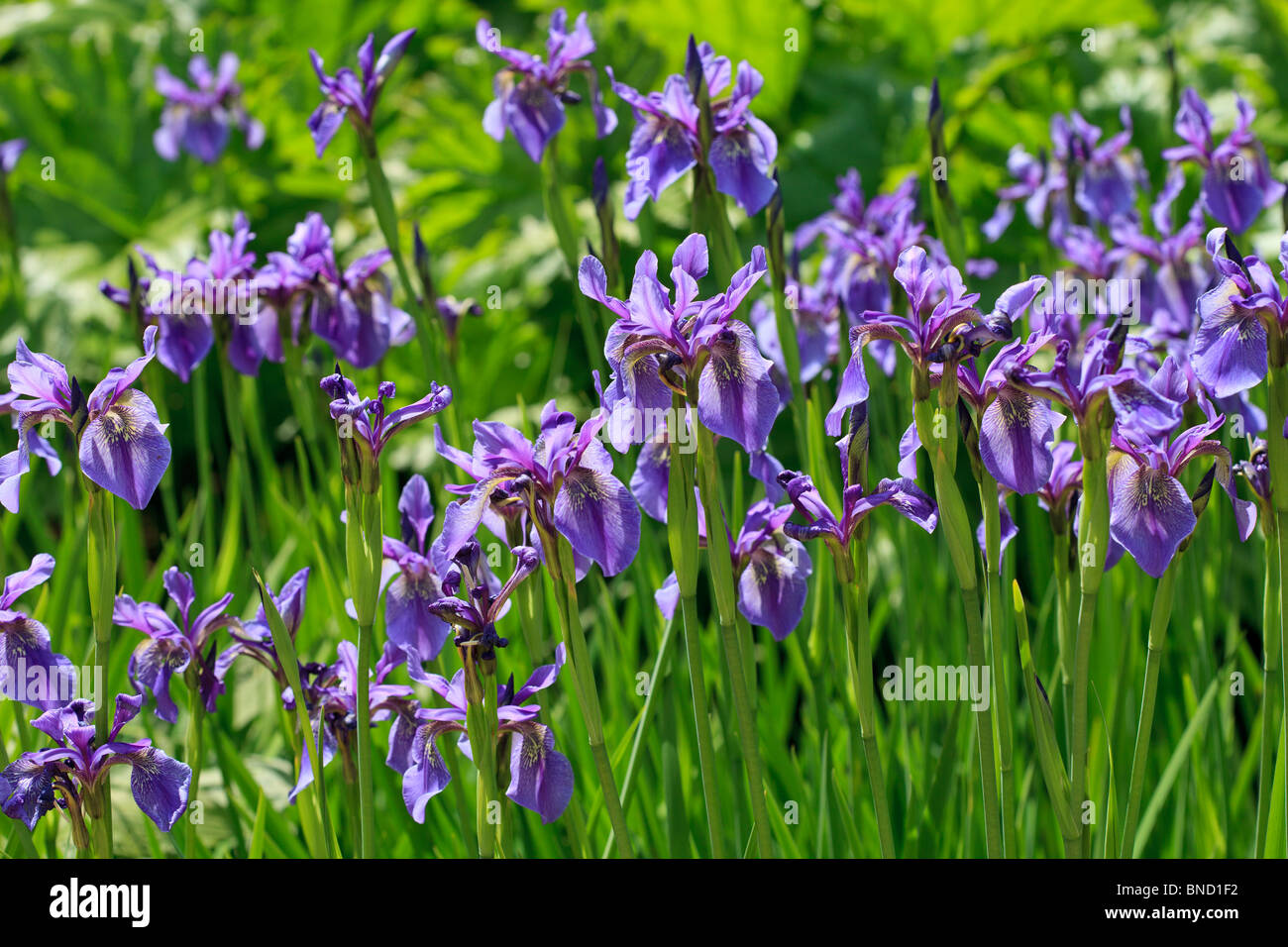 Vibrant scene of  purple Irises against bright greens of spring foliage Stock Photo