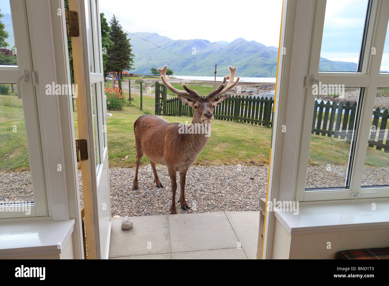 Wild Red deer stag stood at cottage door in Scotland hoping for bread or carrots! Stock Photo