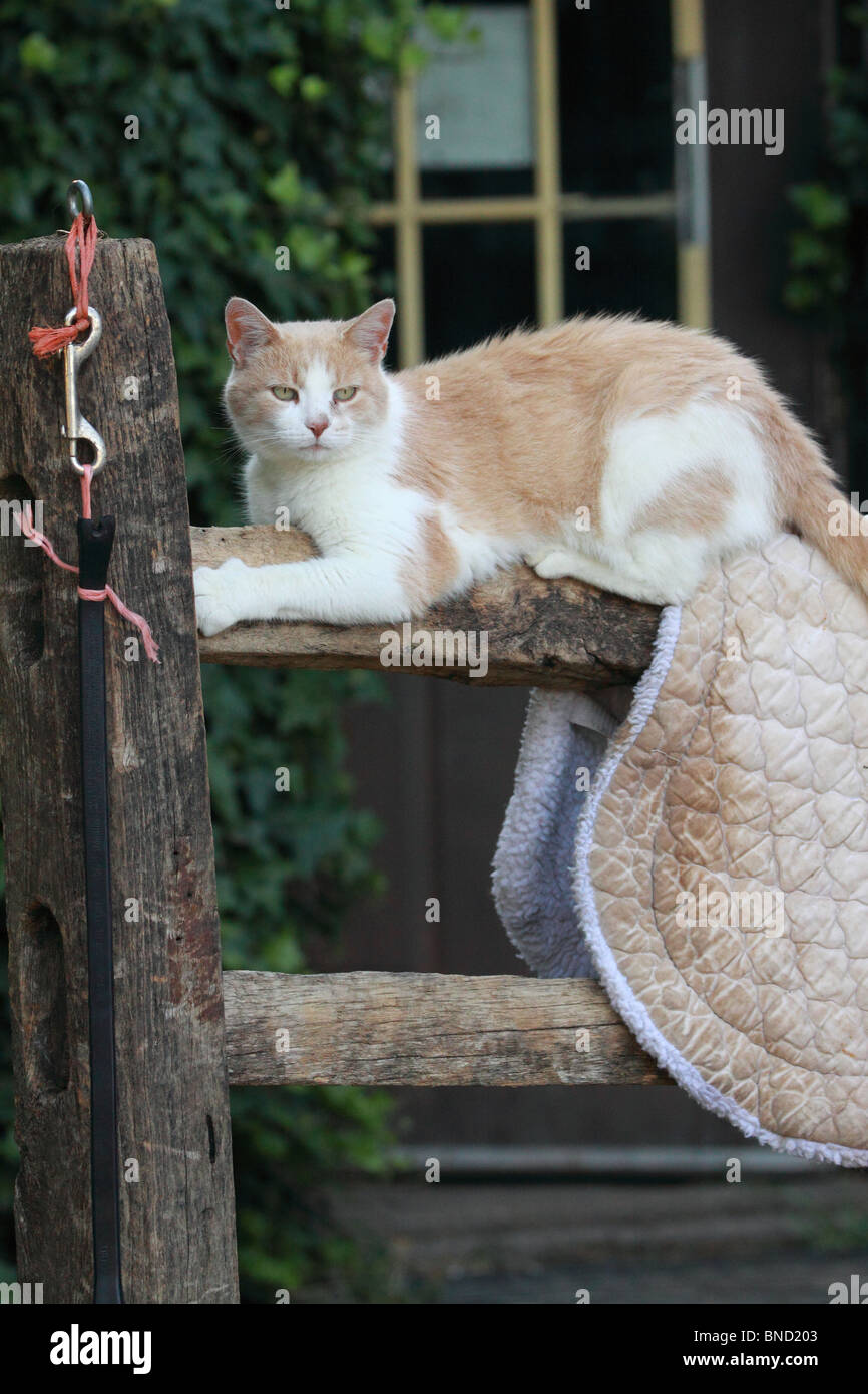 cat on a fence with saddle blanket outside the barn Stock Photo - Alamy