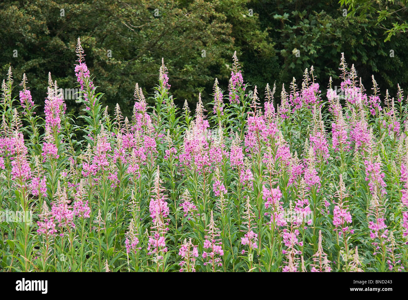 A bank of Rose-bay Willow Herb (Epilobium angustilalium) flowers growing on a grass verge in Melmerby, North Yorkshire Stock Photo